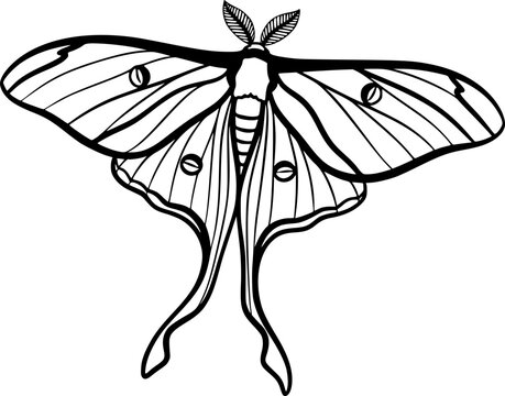 luna moth line art silhouette vector illustration
