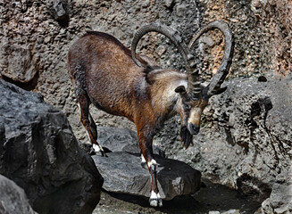 Nubian ibex male onthe stone. Latin name - Capra nubiana