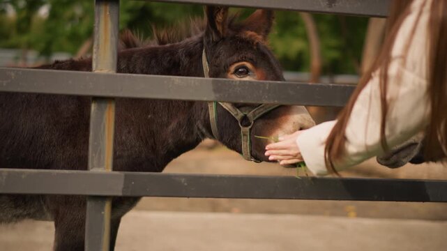 caucasian girl feeding donkeys through bars, outstretched hand offers treat while two eager muzzles sniff and nibble, metal enclosure and sunny outdoor petting zoo atmosphere, playful visitor