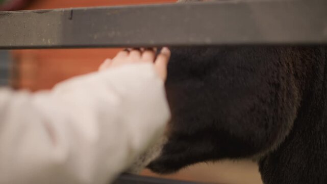 closeup donkey at fence visitor gently pets muzzle and neck next to red barn, warm golden light highlights soft brown fur and textured muzzle, human hand in white sleeve offers calm affectionate