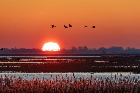 Idyllische Boddenlandschaft vor Zingst mit fliegenden Kormoranen bei Sonnenaufgang.