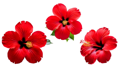 Three vibrant red hibiscus flowers with yellow stamens, isolated on a white or transparent b.png