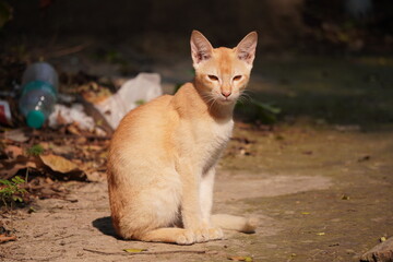 Obraz premium Orange Tabby Cat Lounging in Outdoor Sunlight