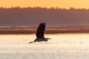Fliegender Graureiher im Licht der untergehenden Sonne.