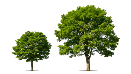 Two green leafy trees with brown trunks, isolated on a white or transparent background, cuto.png