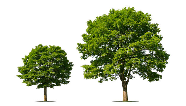 Two green leafy trees with brown trunks, isolated on a white or transparent background, cuto.png