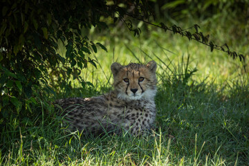 Solitary Cheetah (Acinonyx jubatus) cub sitting under a bush in masai mara conservancy, kenya. © Ronnie Epstein