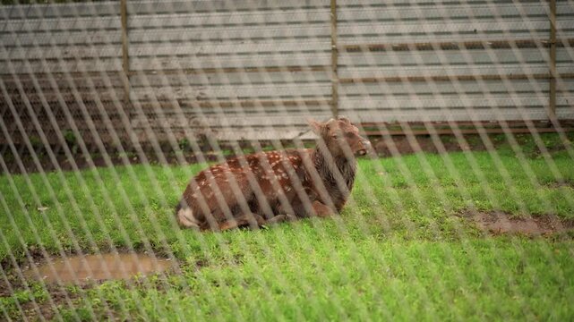 brown rabbit behind chain link fence resting on green grass inside suburban yard, metal mesh creates diagonal pattern, soft daylight highlights fur texture, calm isolated atmosphere, closeup of ears