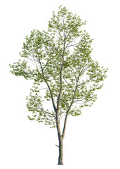 Obraz premium Alnus rubra tree, front view, cutout, isolate, A solitary tree with lush green leaves stands tall on a transparent background, evoking feelings of serenity and connection to nature.