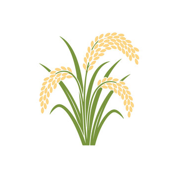  Rice Icon, Free Victor For Design, Dhan, Coloring Rice