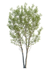 Obraz premium Aphananthe aspera tree, front view, cutout, isolate, Isolated tree with lush green leaves on transparent background for versatile design use