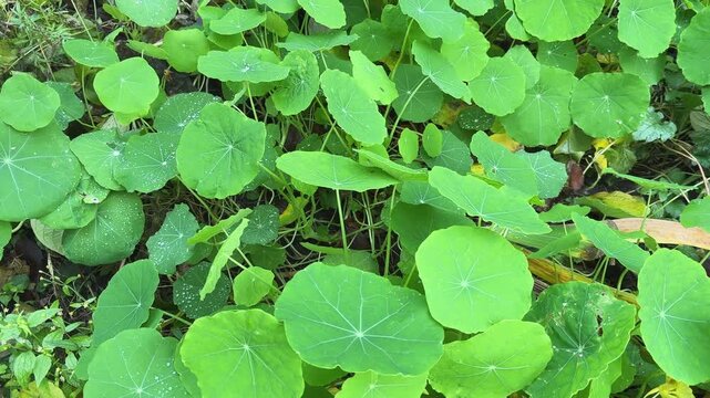 Leaves of nasturtium covered with dew droplets in overcast day