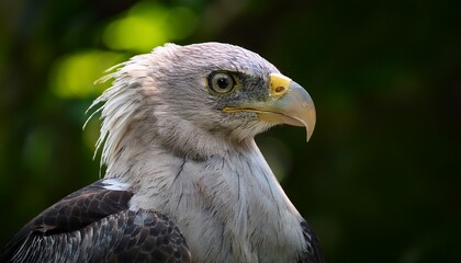 Obraz premium Philippine Eagle Featuring Long Crest Feathers And A Strong Beak