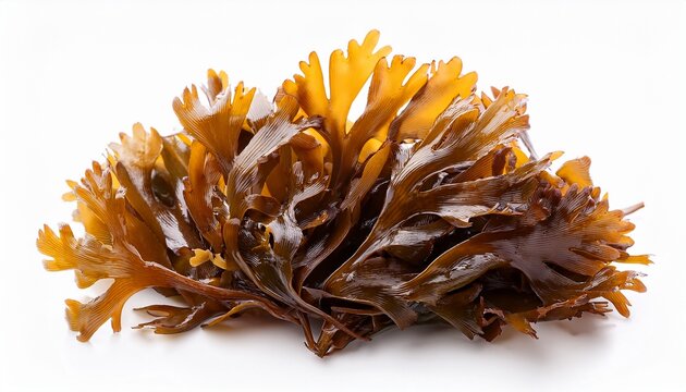 macro photo of brown seaweed fucus isolated on white natural marine plant texture