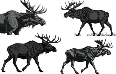 Black Moose Ultra-Realistic 3D Render in 8K with Transparent Background