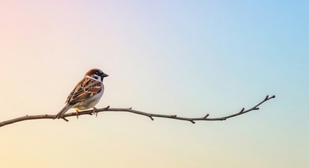 Fototapeta premium Small Sparrow on Bare Branch. Minimal Nature Concept.