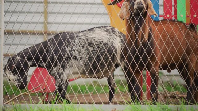 speckled goat grazing behind fence playground, calm brown companion stands nearby, red slide and metal siding in background, green grass underfoot, petting zoo or backyard setting, close framing