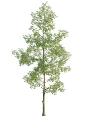 Obraz premium Ulmus carpinifolia tree, front view, cutout, isolate, A solitary tree with lush green leaves stands tall on a transparent background, evoking a sense of serenity and connection to nature.