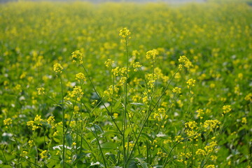 Vibrant Yellow Mustard Field inFull Bloom
