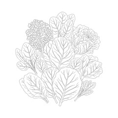 Fototapeta premium Organic fresh green leafy vegetables line art food illustration