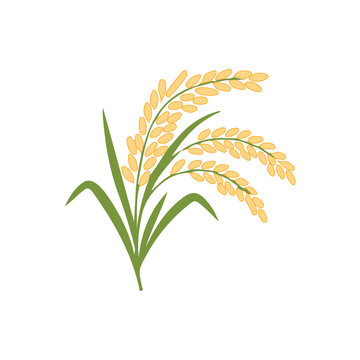 Rice Icon, Free Victor For Design, Dhan, Coloring Rice