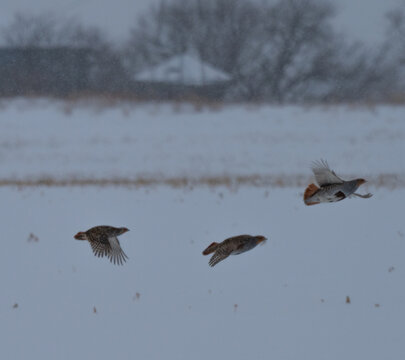 Grey partridge in flight