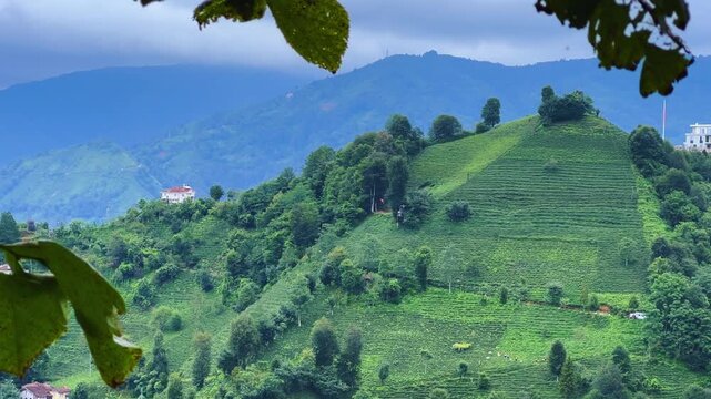 Tea plantations of Rize province with a mountain landscape. Close-up of fresh and bright tea. A tea plant grown on the Black Sea. Karadeniz region in Turkey. Farm for the production of fresh green tea