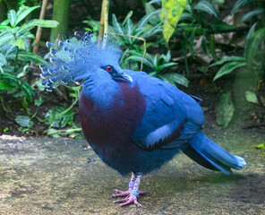 Goura de Victoria ou pigeon Mambruk