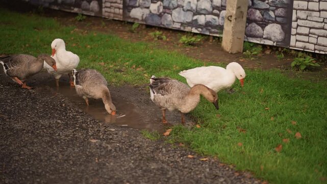 Birds play happily, Early morning birds splash gleefully, Flock of ducks and geese enjoy lively activities at dawn, Feathered animals enthusiastically bathe and frolic at sunrise in nature