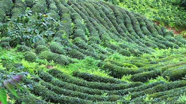 Tea plantations of Rize province with a mountain landscape. Close-up of fresh and bright tea. A tea plant grown on the Black Sea. Karadeniz region in Turkey. Farm for the production of fresh green tea
