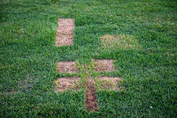 Damaged lawn