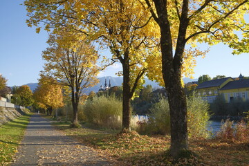 Bright Golden Leaves Autumn Trees