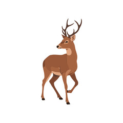 Obraz premium Majestic brown deer with antlers standing gracefully.