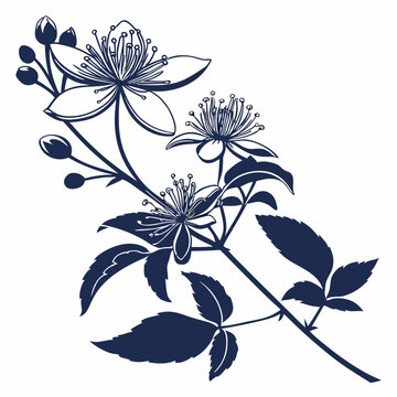 clematis vitalba flower silhouette vector