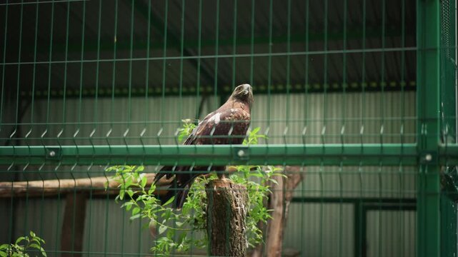 Perched hawk behind green cage rails, solitary raptor sitting on wooden perch inside indoor aviary with metal mesh fencing, surrounding foliage draping from branch, soft diffused light, contemplative