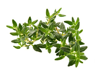 Thyme isolated on white background. Herbs fresh.