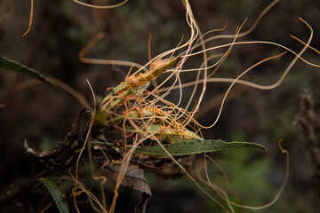California dodder-Cuscuta californica