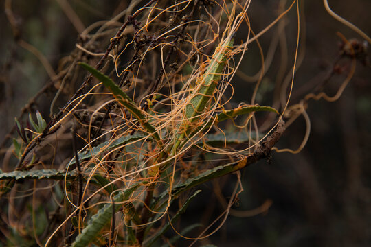 California dodder-Cuscuta californica