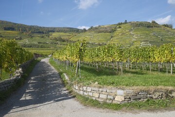 A country lane running through vineyards in autumn with fall colors and blue sky