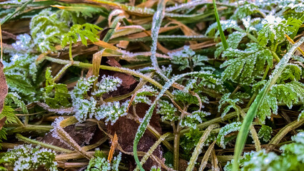 Fototapeta premium Delicate ice crystals covering fresh green grass blades in morning light.