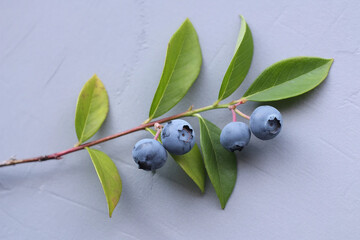 1Close up of a branch with green leaves and dark blue berries