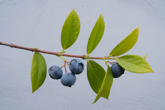 1Close up of a branch with green leaves and dark blue berries - Powered by Adobe