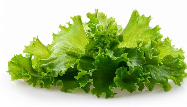 green algae sea lettuce ulva lactuca isolated white background