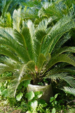 Tropical Sago Palm in Concrete Pot with Glossy Leaves