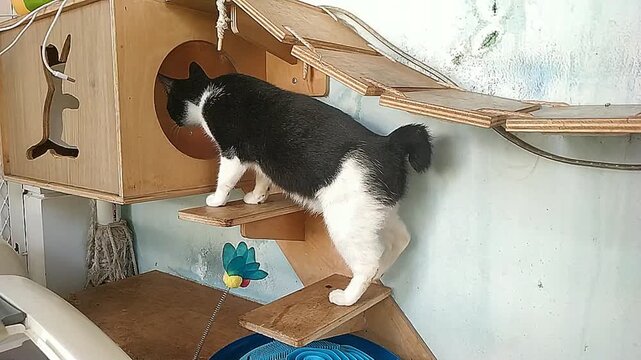 Black and white cat exploring a multi-level wooden cat tree with various platforms and a box.