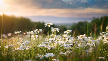 White Daisies Growing In Summer Meadow