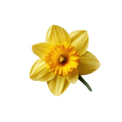 Vibrant yellow daffodil flower isolated on transparent background with green stem