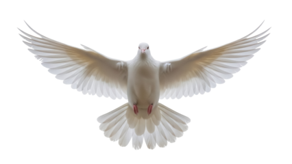 Graceful white dove flying isolated PNG on transparent background, symbol of peace and freedom for design projects