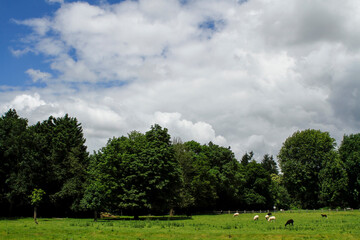 A green meadow where small livestock graze, with trees visible in the background. Netherlands