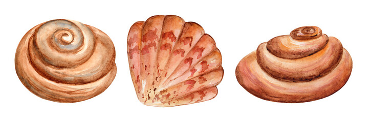 Set of watercolor shells, illustration on a white background. Marine collection of hand drawn seashells. © Alfiia